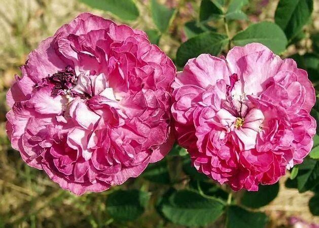 Rosa gallica galgenbeg filtered-3-g.jpg