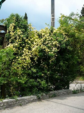 Banksia Lutea 4, Krim-w.jpg