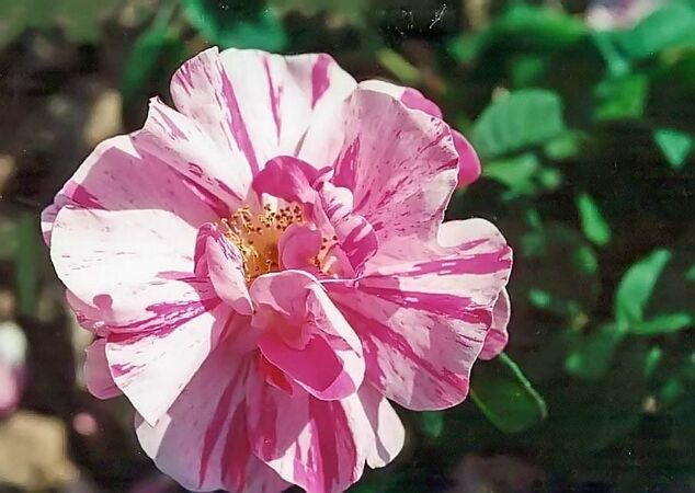 Rosa gallica versicolor (rosa mundi) filtered filtered-3-g.jpg