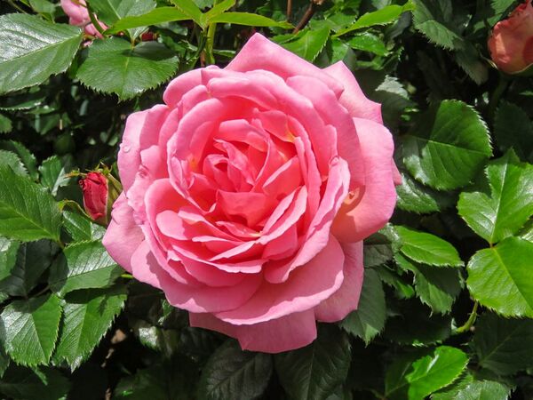 Shot Silk, Margaret Furness 1-2-w.jpg