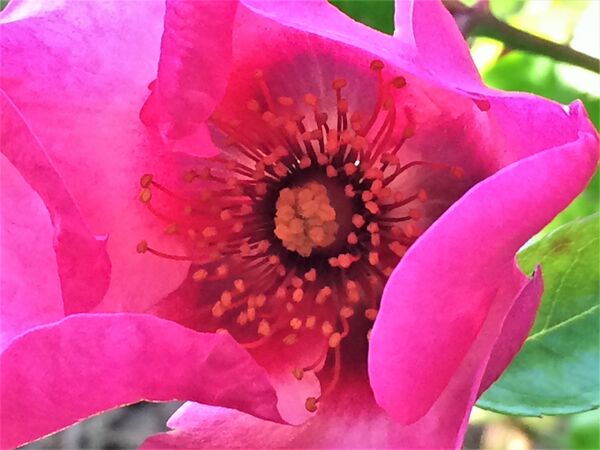 Zoom sur le coeur d'une des fleurs