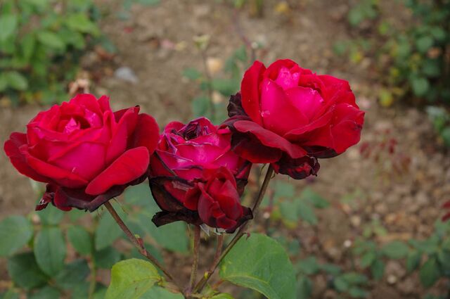 Black Ruby – Rose-Biblio