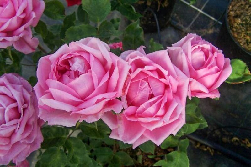 Datei:Duchesse d'Aoste, Pépin. Loubert-w.jpg – Rose-Biblio