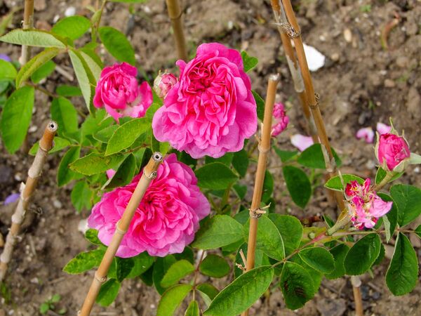 Agathe de Saint-Caprais-de-Blaye (8)-2-w.jpg