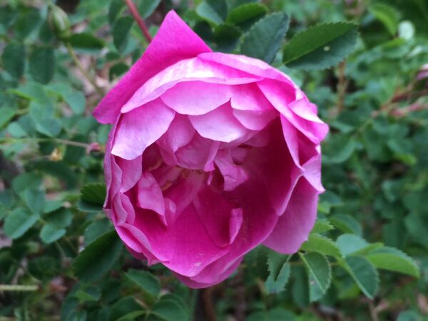 Une fleur exquise au coloris inhabituel