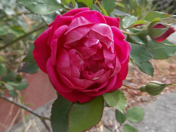 Elisabeth's China, Jeri Jennings 7-2-w.jpg