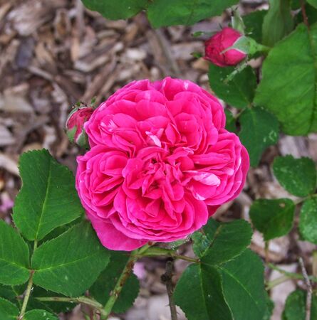 Princesse Enora (1) - GE La Groirie-2-w.jpg