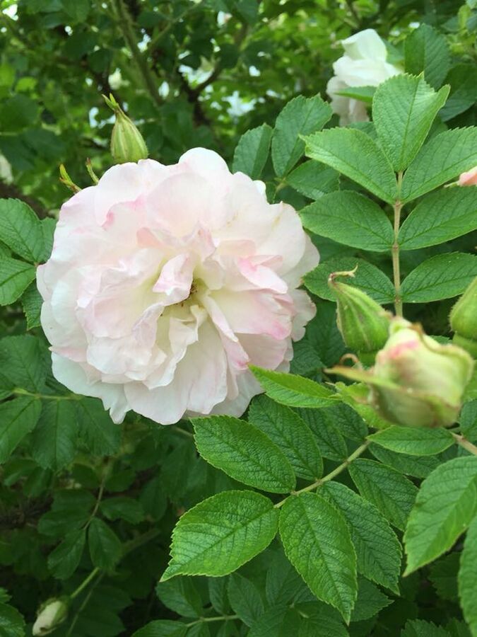 Ritausma – Rose-Biblio
