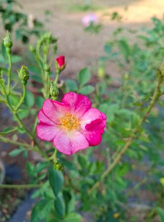 Rose Diamond Nagavajara, Naiyana Nagavajara 1-2-w.jpg