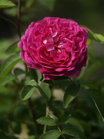 Rosa Remontant-Reine des Violettes-2019-08-04- 8078584.jpg