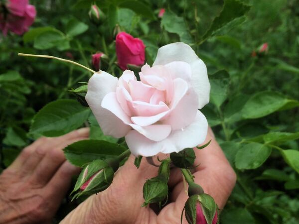 La fleur mutée semi-double