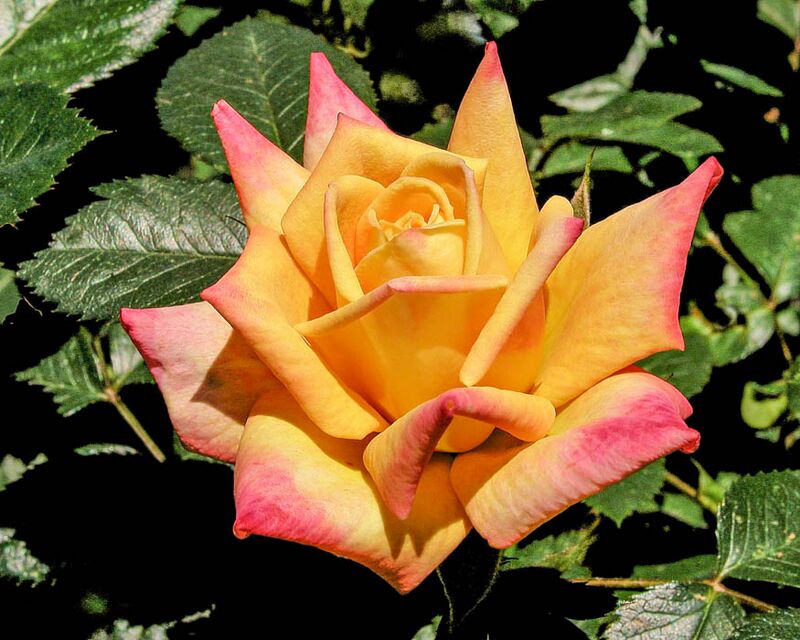 Amber Sunset – Rose-Biblio