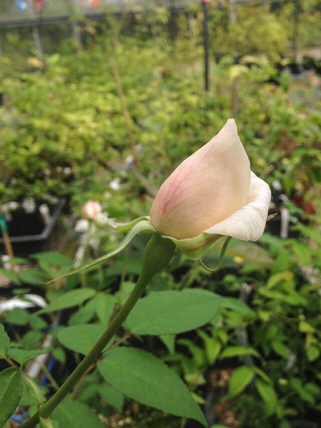 Datei:Lotus Born, Malcom Manners 4-1-w.jpg – Rose-Biblio
