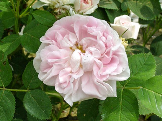 Alba Carnea – Rose-Biblio