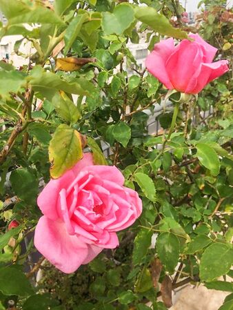 First Love, Assaf Shtilman 2-2-w.jpg