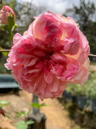 Rose of Yesterday, Girija Viraraghavan 5-2-w.jpg