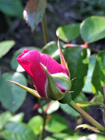 Rosier "Eyes on Me" en fleurs 6 mois après avoir été transplanté de Goesnes (Belgique) à Walferdange au Grand-Duché de Luxembourg (photo de début juin 2025)
