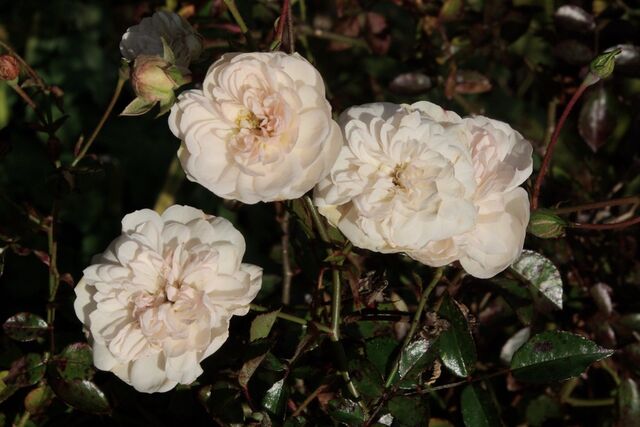 Swany – Rose-Biblio