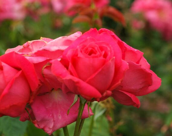 Marquesa de Aguilar, Iritani Shin-ichiro 1-2-w.jpg