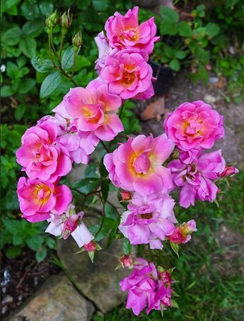 Etoile luisante, Susanne Weber 5-2-w.jpg