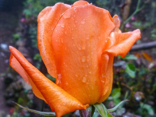 Flame of my Heart, Girija Viraraghavan 5-2-w.jpg