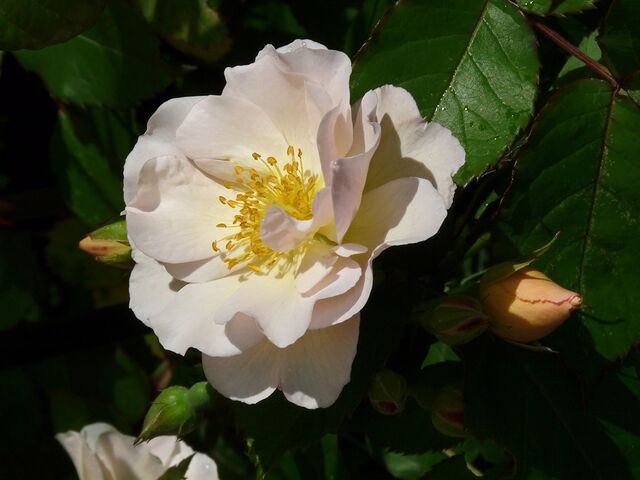 Penelope – Rose-Biblio