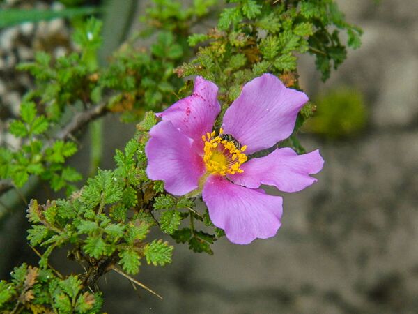 R. minutifolia, Kim Rupert 12-2-w.jpg