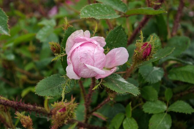 Rosa x centifolia var. muscosa f. rosea-plena, Cent. musc.-2-1-w.jpg