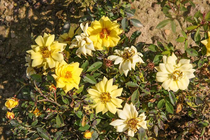 Rosina, Rosenschule Václav Macháček 2-2-w.jpg