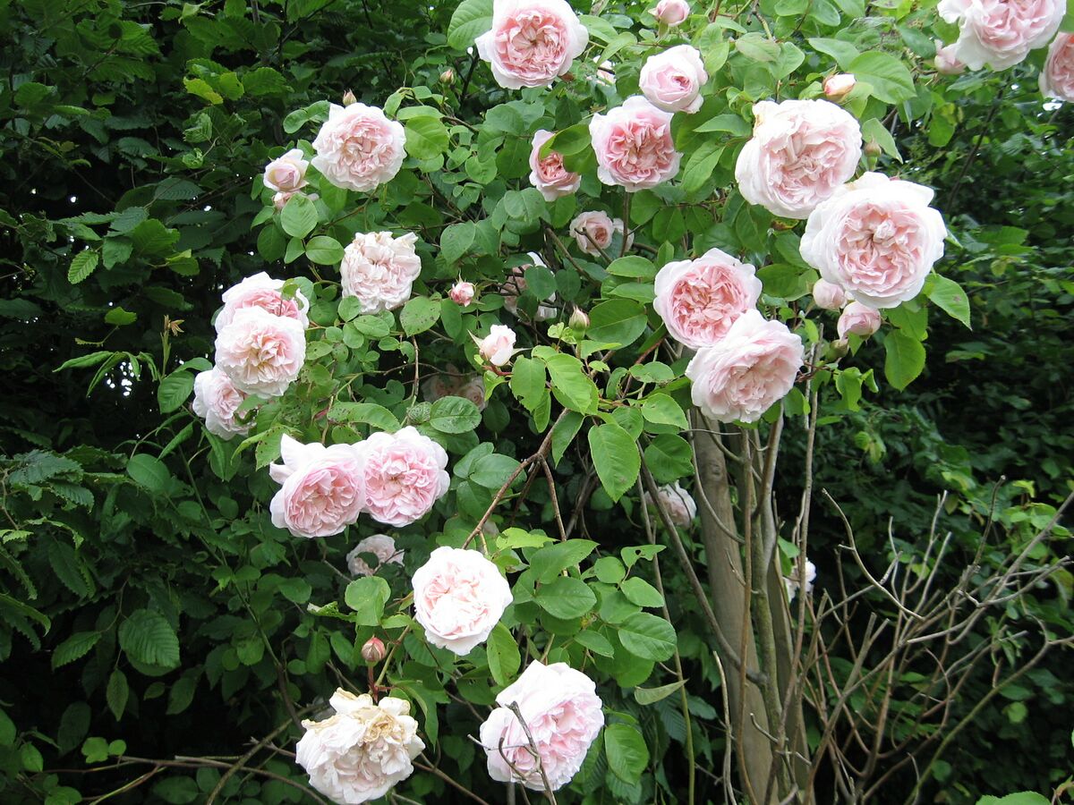 Royal Blush – Rose-Biblio