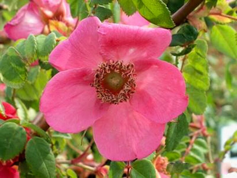 Rosa moyesii Hemsl. et E.H.Wilson var. fargesii Rolfe – Rose-Biblio