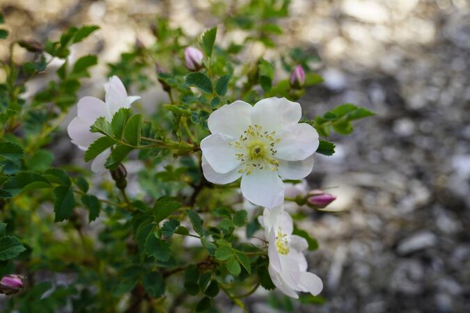 RB Friesische Immenrose 1.jpg