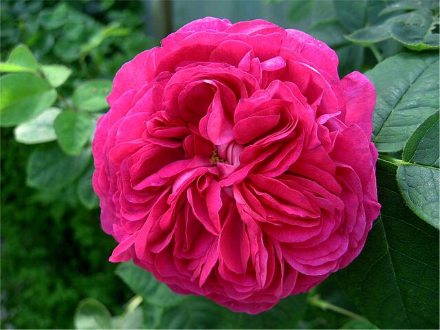 Angelyna – Rose-Biblio