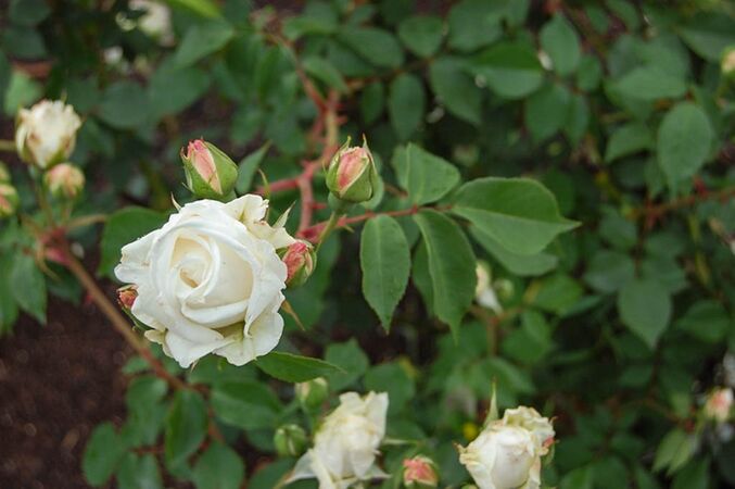 Foto Billy West, Ruston'Roses, Renmark