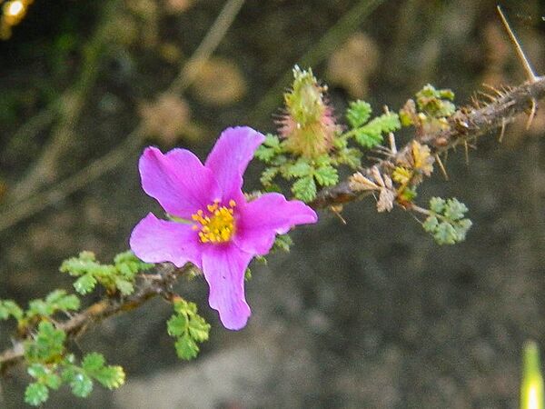 R. minutifolia, Kim Rupert 10-2-w.jpg