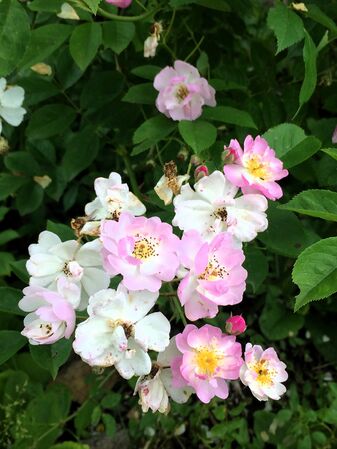 Des fleurs en grappes aux coloris attractif