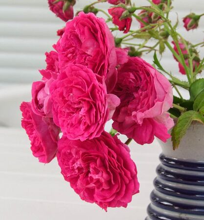 Emmeline Labiche 02 - GE MULTIFLORA-2-w.jpg