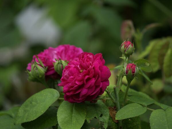 Rosa Remontant-Rose de la Reine-2020-07-18- 7189288.jpg