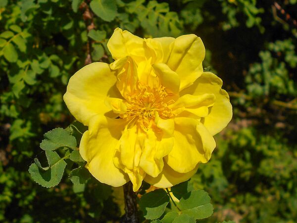 Rosa xanthina ‘Plena’, Botanical Garden in Lublin, Salycina (8)-2-w.jpg