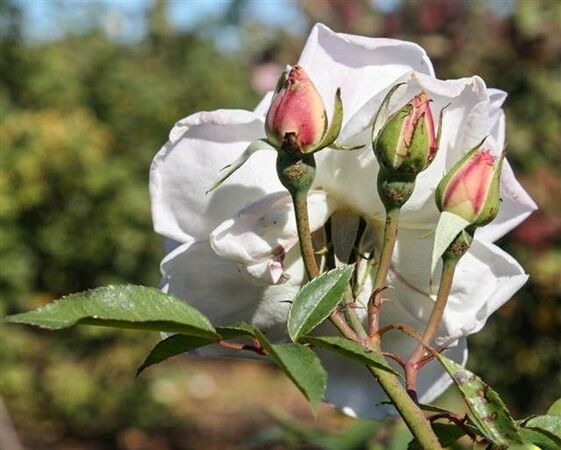 Foto Margaret Furness, Ruston's Roses, Süd-Australien