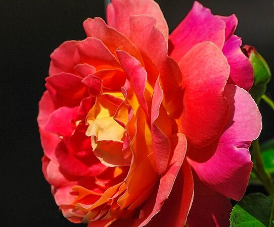 Condesa de Sástago, Masha 2-2-w.jpg