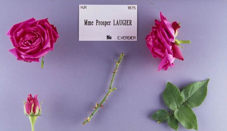Madame Prosper Laugier, Stéphane Barth, L'Haÿ 1-2-w.jpg