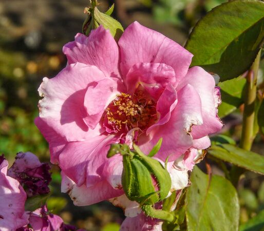 Andrés Battle, Andrea Moro, Università di Trieste 8-2-w.jpg