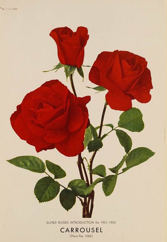 Datei:Carrousel, Elmer Roses 1951-2-w.jpg – Rose-Biblio