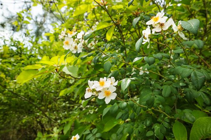 Rosa paniculigera, Yuki Mikanagi 1-2-w.jpg