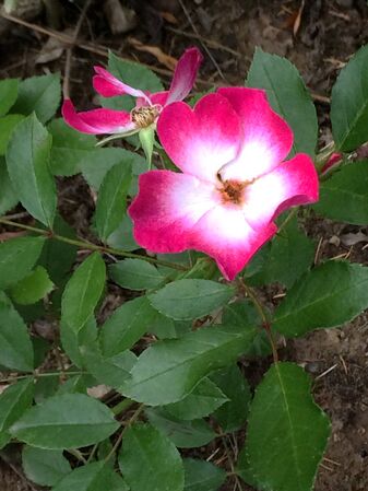 Le bouturage de ce rosier a eu lieu à Goesnes en 2024