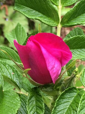 Floraison bien hâtive en 2026!