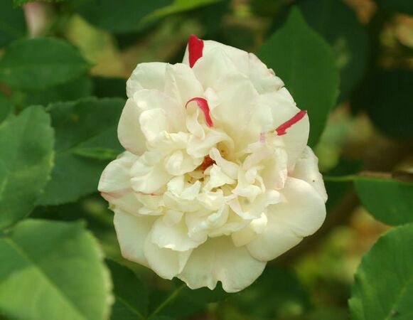 Fortune's Five-Colored Rose 2.jpg