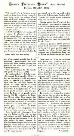 Cochet, Journal des Roses, 1902
