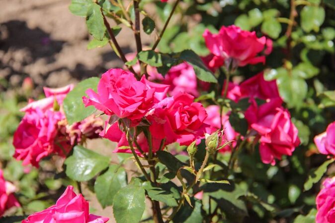 Rocio Elias, Amics de les Roses 3-2-w.jpg